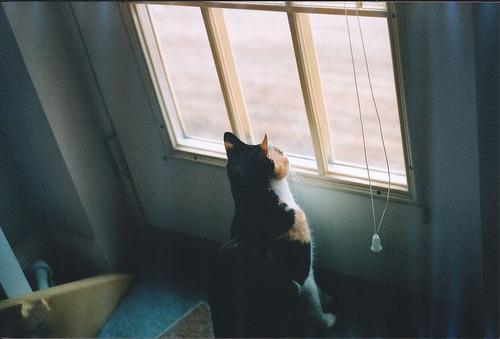 Cat 1om