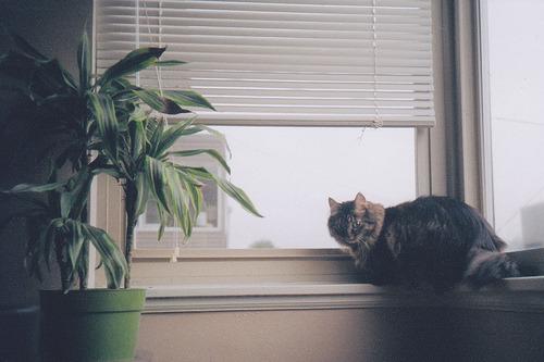 Cat 1ov