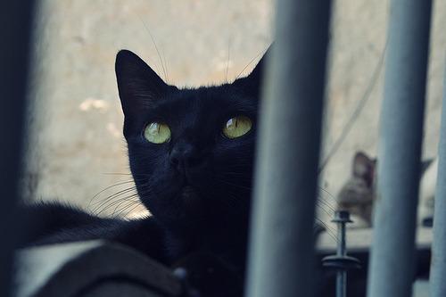 Cat 1p1