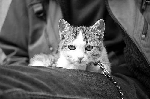 Cat 1pt