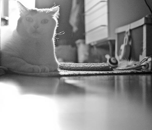 Cat 1qt