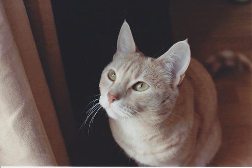 Cat 1qv