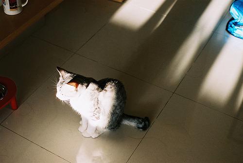 Cat 1r1