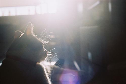 Cat 1r2