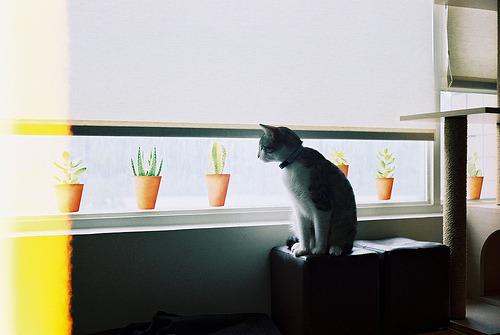 Cat 1rq