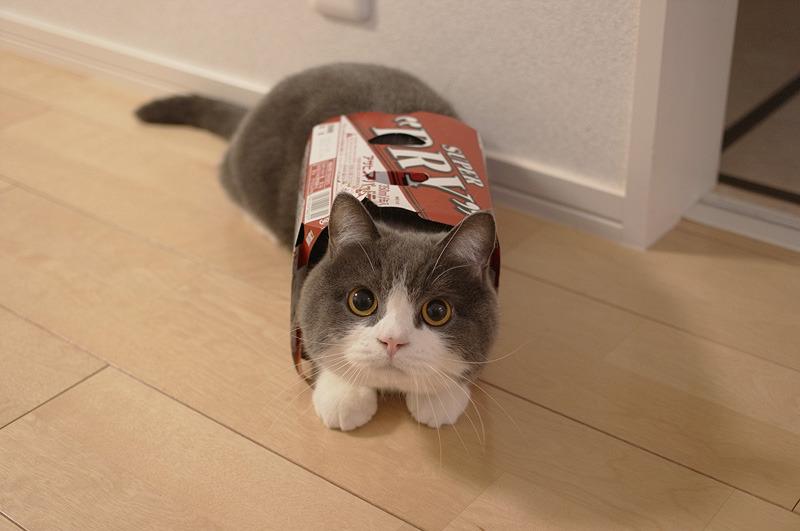 Cat 1se