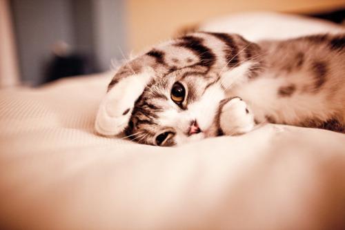 Cat 1tb