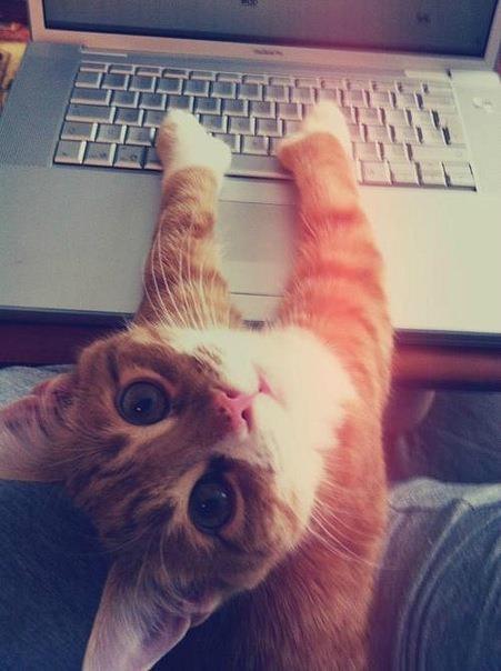 Cat 1tj