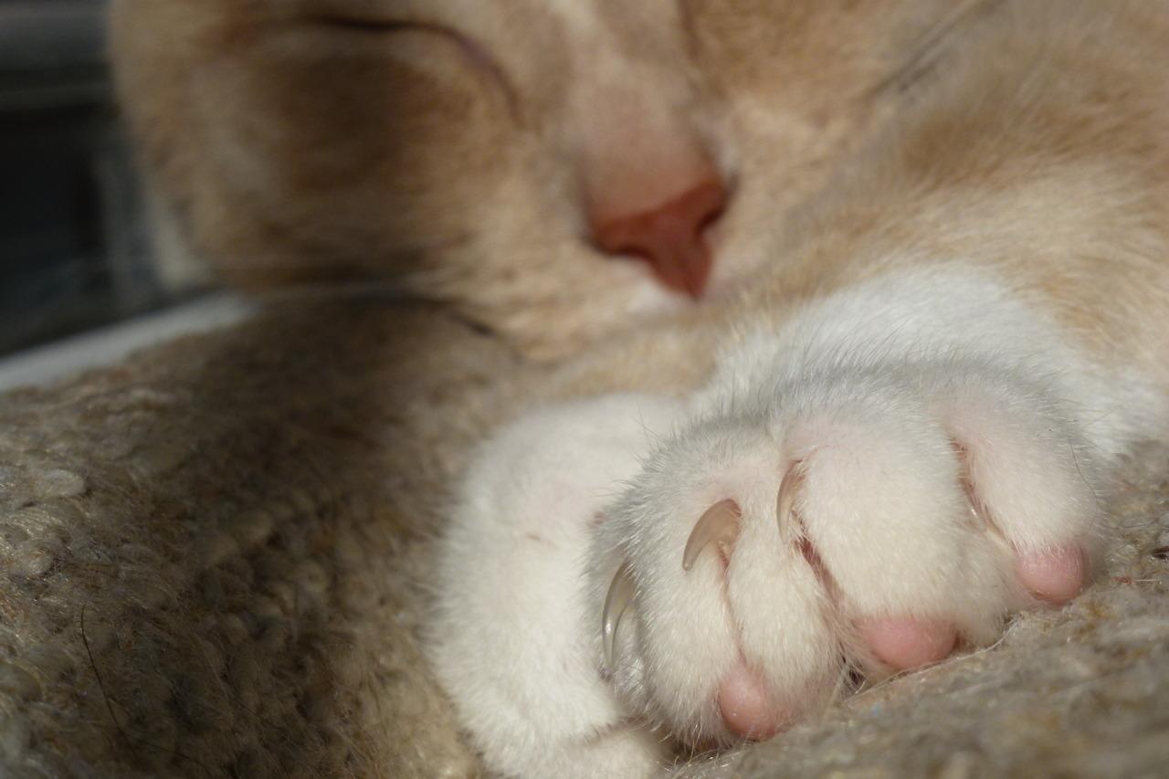 Cat 1tk