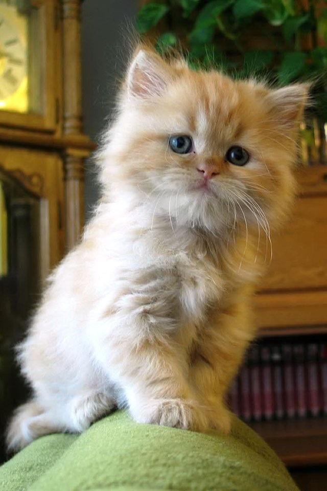 Cat 1ts