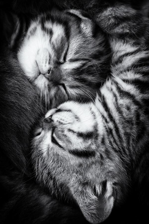 Cat 1tt