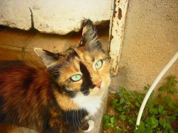 Cat 1u3