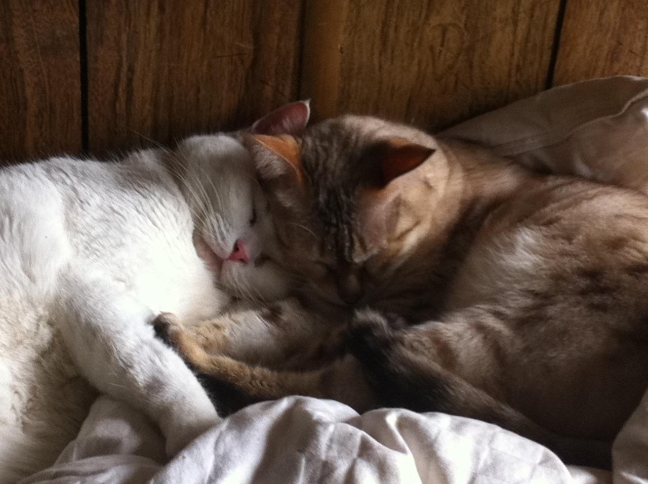 Cat 1u8