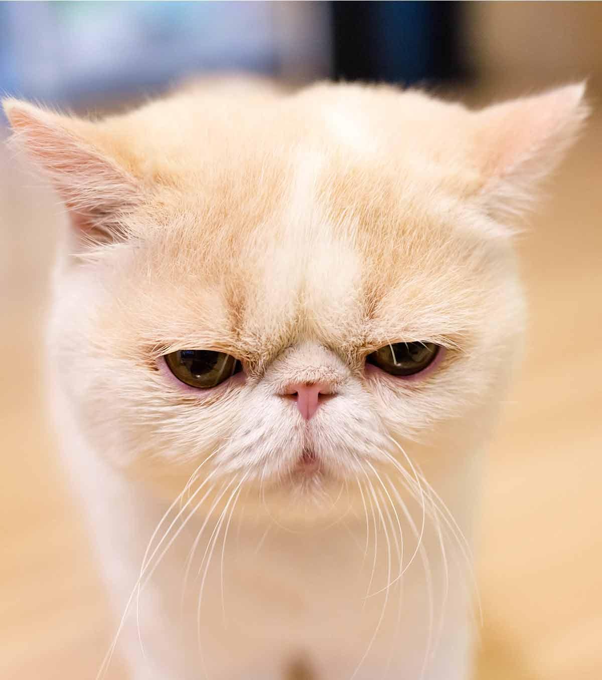 Cat 1u9NDHybY