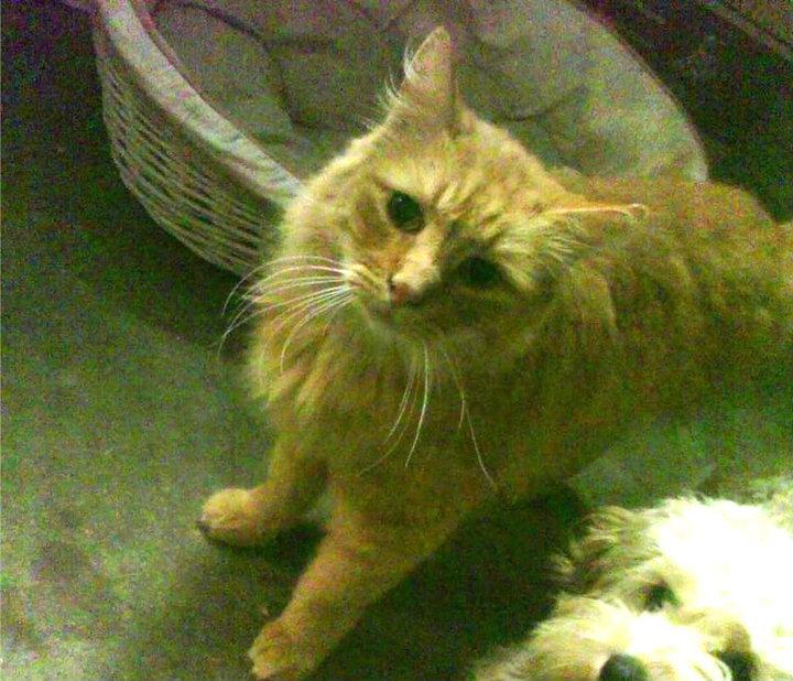 Cat 1ul