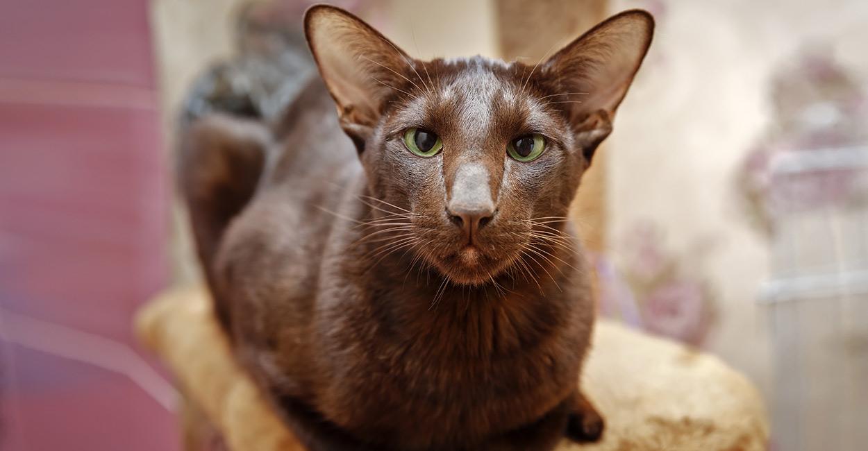 Cat 2-AuRFDa9