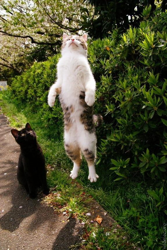 Cat 20k