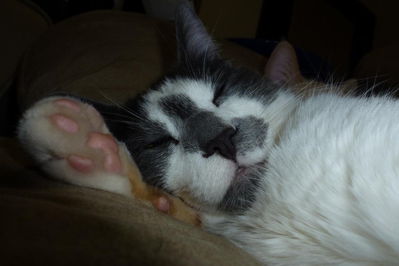 Cat 21p