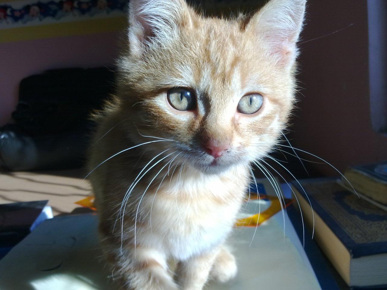 Cat 22k
