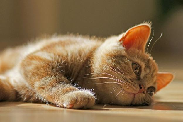Cat 251