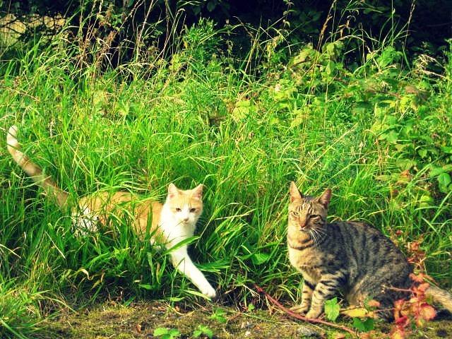 Cat 26u