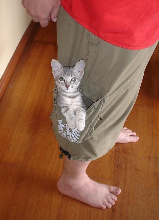 Cat 287