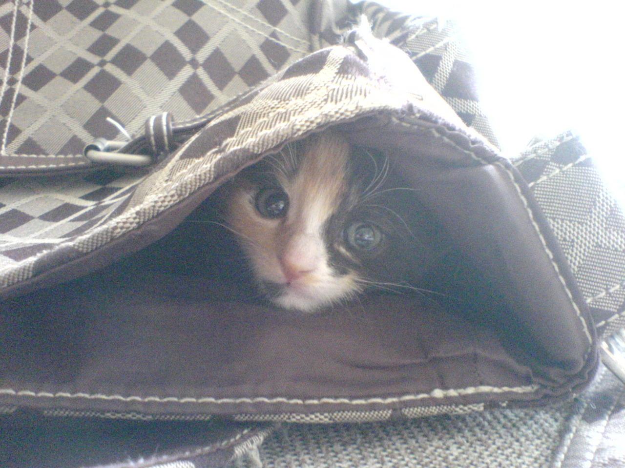Cat 297