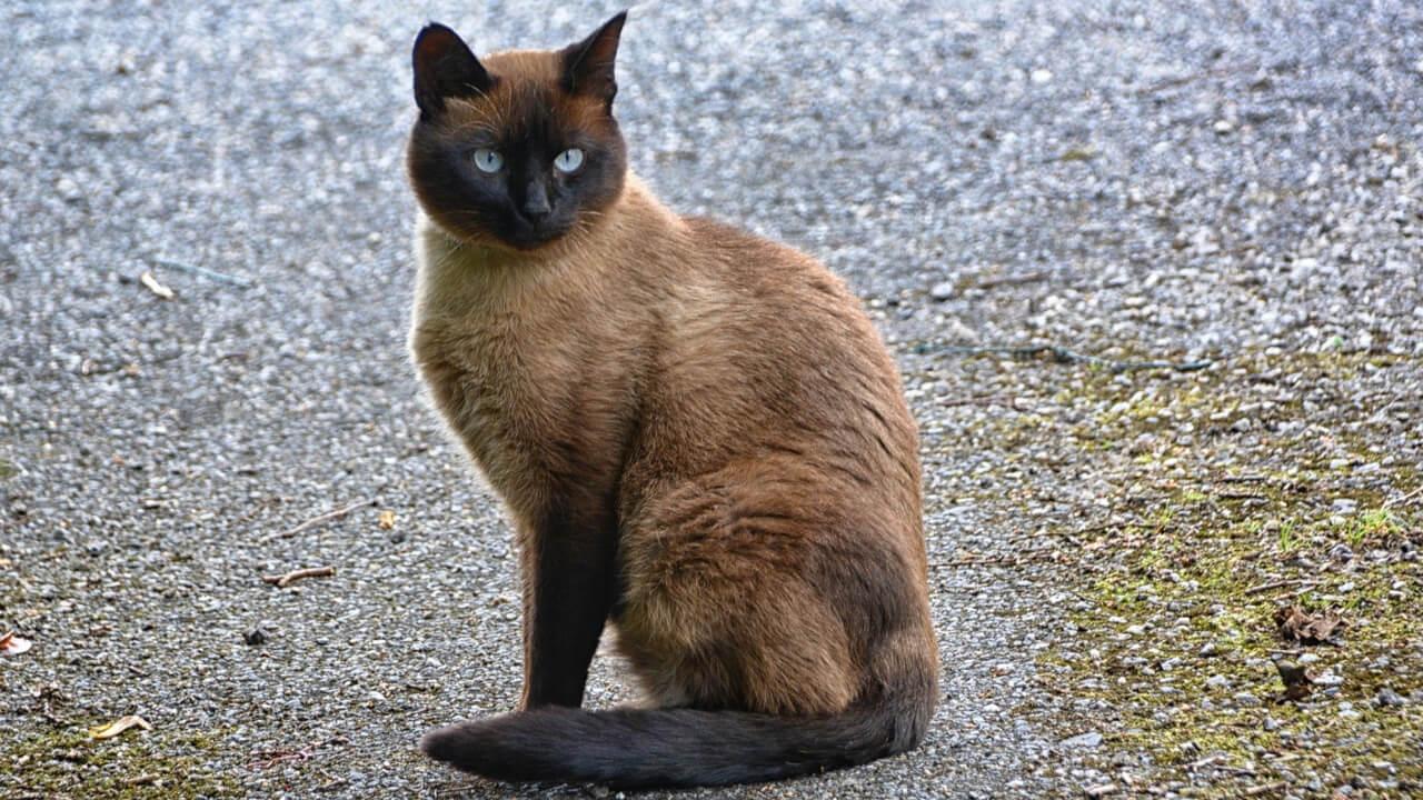 Cat 2_jMGSBwb
