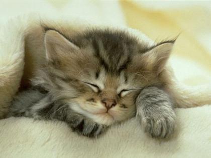 Cat 2al