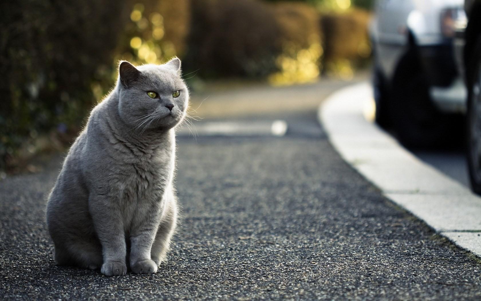 Cat 2b2pFY0-t