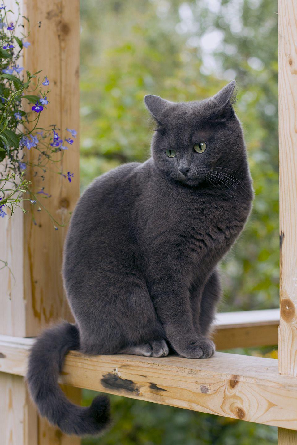 Cat 2bPsrIcp-