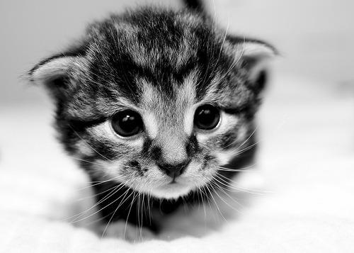 Cat 2bc