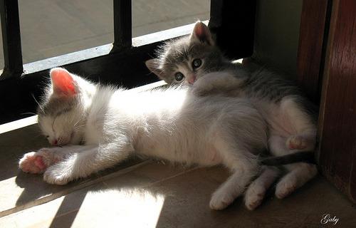Cat 2bi