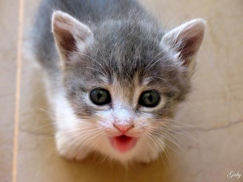 Cat 2bj