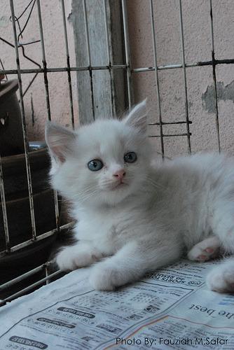 Cat 2bl