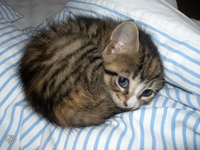 Cat 2bu