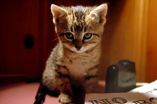 Cat 2co