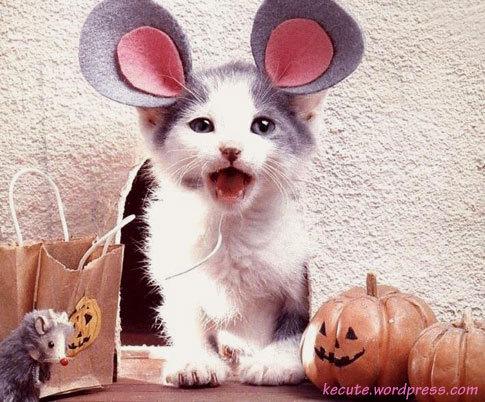 Cat 2ds