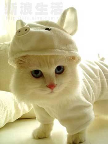 Cat 2dt