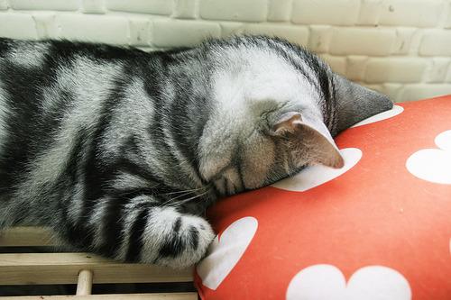 Cat 2e2