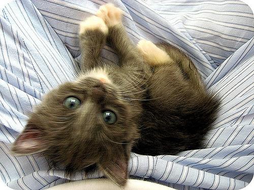 Cat 2ed