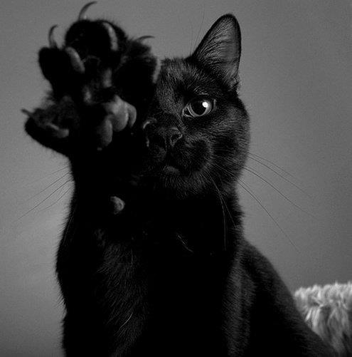 Cat 2fd