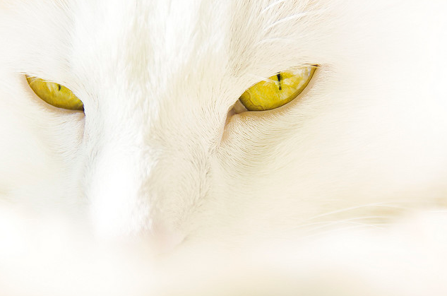 Cat 2fk
