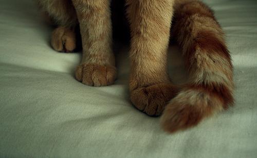 Cat 2fo