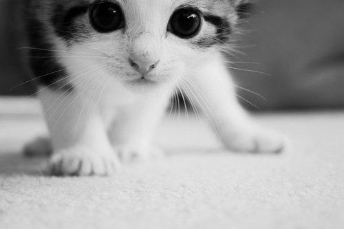 Cat 2g6