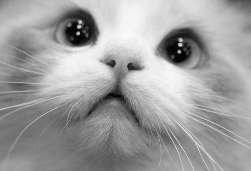 Cat 2g7