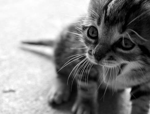 Cat 2ga
