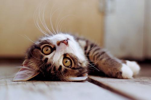Cat 2gl