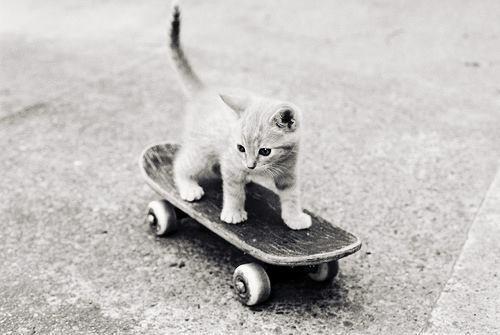 Cat 2h1