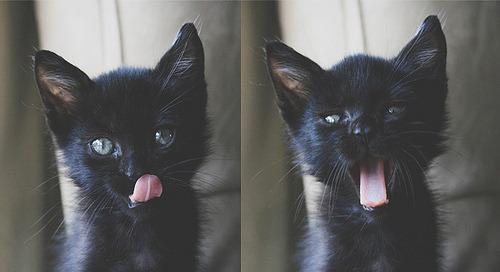 Cat 2h7